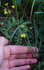 Bupleurum falcatum