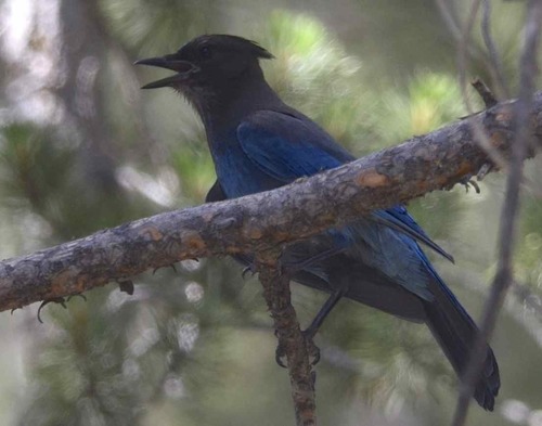 iNaturalist observation photo of Steller's Jay
