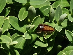 Celatoblatta vulgaris