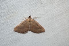 Chrysolarentia trygodes