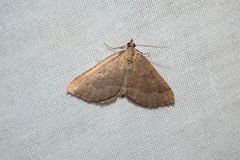 Chrysolarentia trygodes