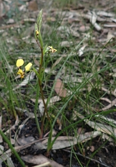 Diuris maculata