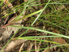 Diuris maculata