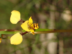 Diuris maculata