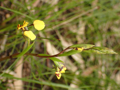 Diuris maculata
