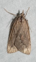 Rhynchopsota rhyncophora