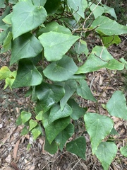 Echinostephia aculeata