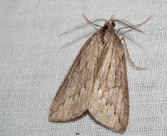 Rhynchopsota rhyncophora