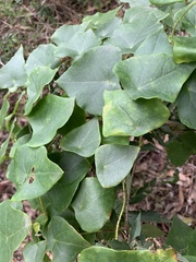 Echinostephia aculeata