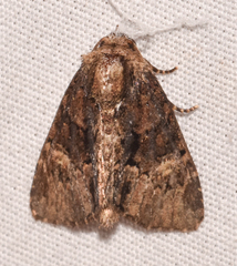 Phosphila turbulenta