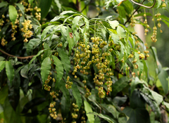 Rhabdophyllum arnoldianum