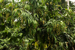 Rhabdophyllum arnoldianum
