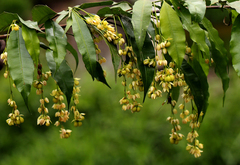 Rhabdophyllum arnoldianum