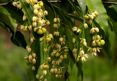 Rhabdophyllum arnoldianum