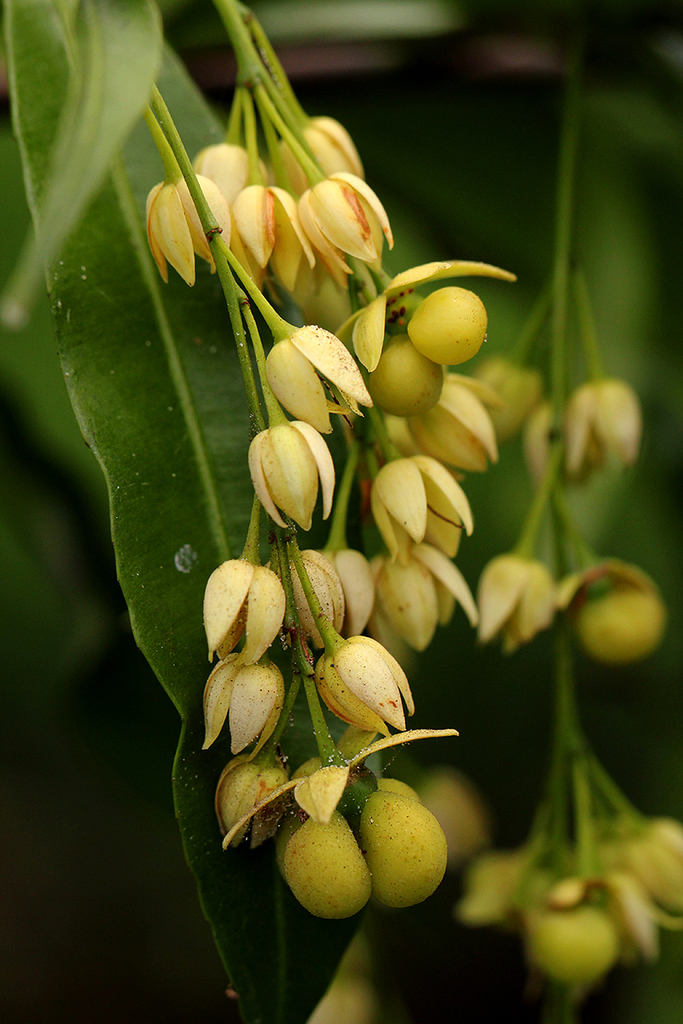 Rhabdophyllum arnoldianum