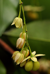 Rhabdophyllum arnoldianum