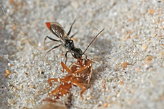 Dolichurus haemorrhous