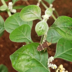 Cletomorpha benita