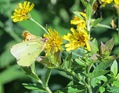 Colias interior image
