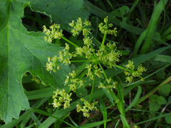 Heracleum sphondylium sibiricum