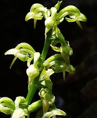 Platanthera longicalcarata