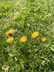 Scorzoneroides autumnalis