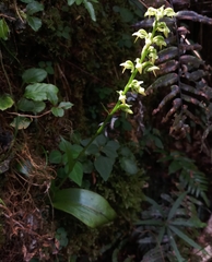 Platanthera longicalcarata