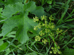 Heracleum sphondylium sibiricum