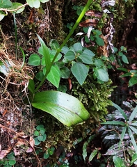 Platanthera longicalcarata