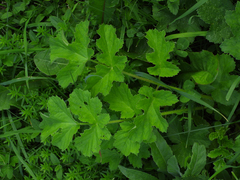 Heracleum sphondylium sibiricum