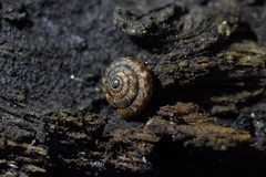 Phacussa lucetta
