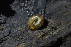 Phacussa lucetta