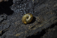 Phacussa lucetta