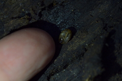Phacussa lucetta