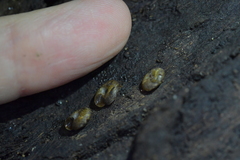 Phacussa lucetta