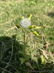Senecio vulgaris