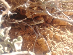Podarcis filfolensis maltensis