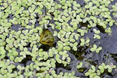 Pelophylax chosenicus