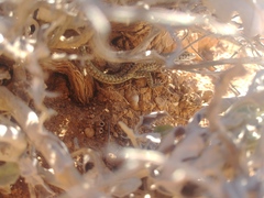 Podarcis filfolensis maltensis