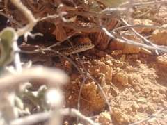 Podarcis filfolensis maltensis