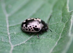 Calligrapha diversa
