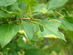 Trichochermes walkeri