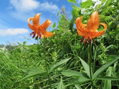 Lilium medeoloides