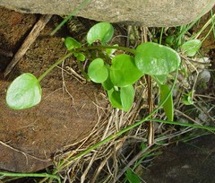 Cochlearia anglica