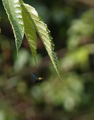 Xylocopa flavonigrescens
