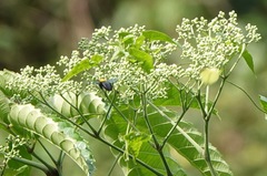 Xylocopa flavonigrescens