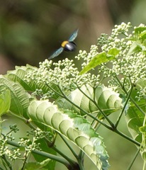 Xylocopa flavonigrescens