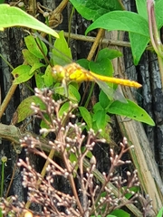 Sympetrum striolatum