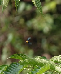 Xylocopa flavonigrescens