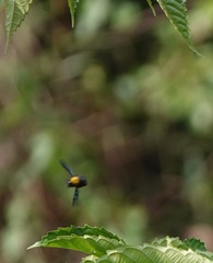 Xylocopa flavonigrescens